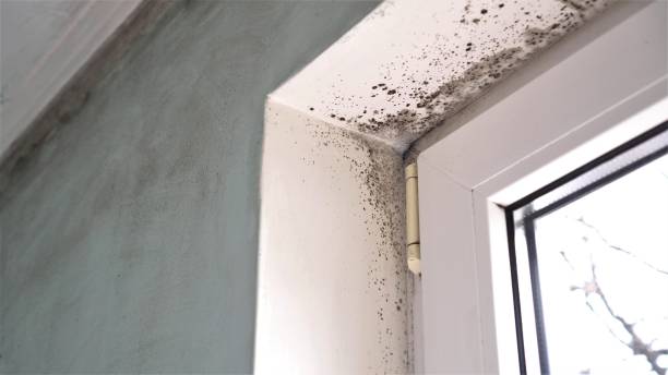 Best Black Mold Removal  in Russellville, AL