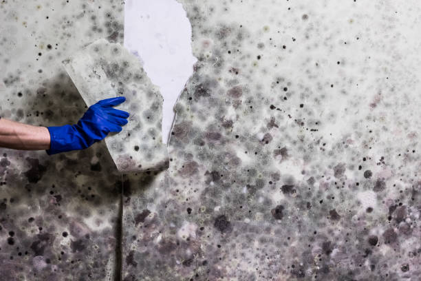 Professional Mold Removal in Russellville, AL